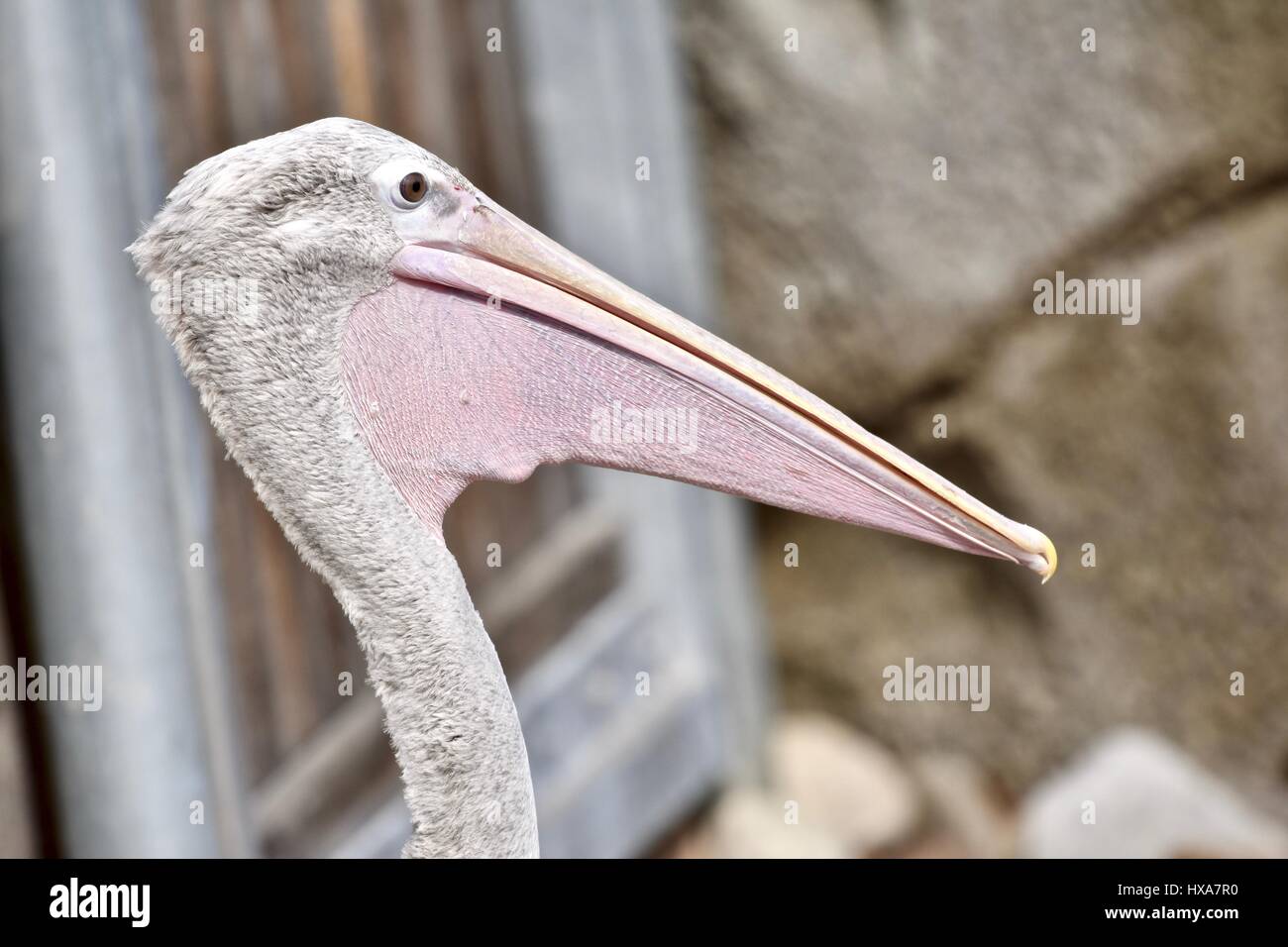 Pelikan (Pelecanus) Fuß in der Nähe der Küste Stockfoto