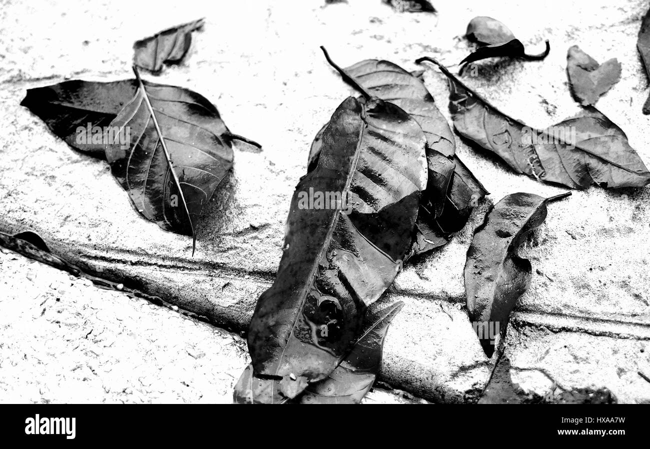 Getrockneten Blättern Stockfoto