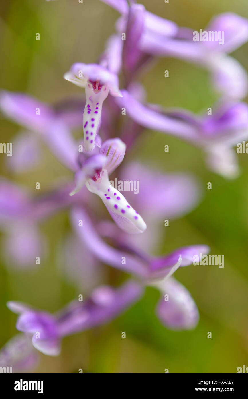 Wilde Orchidee in Sardinien, wächst im Unterholz natürliche Hybride. Stockfoto