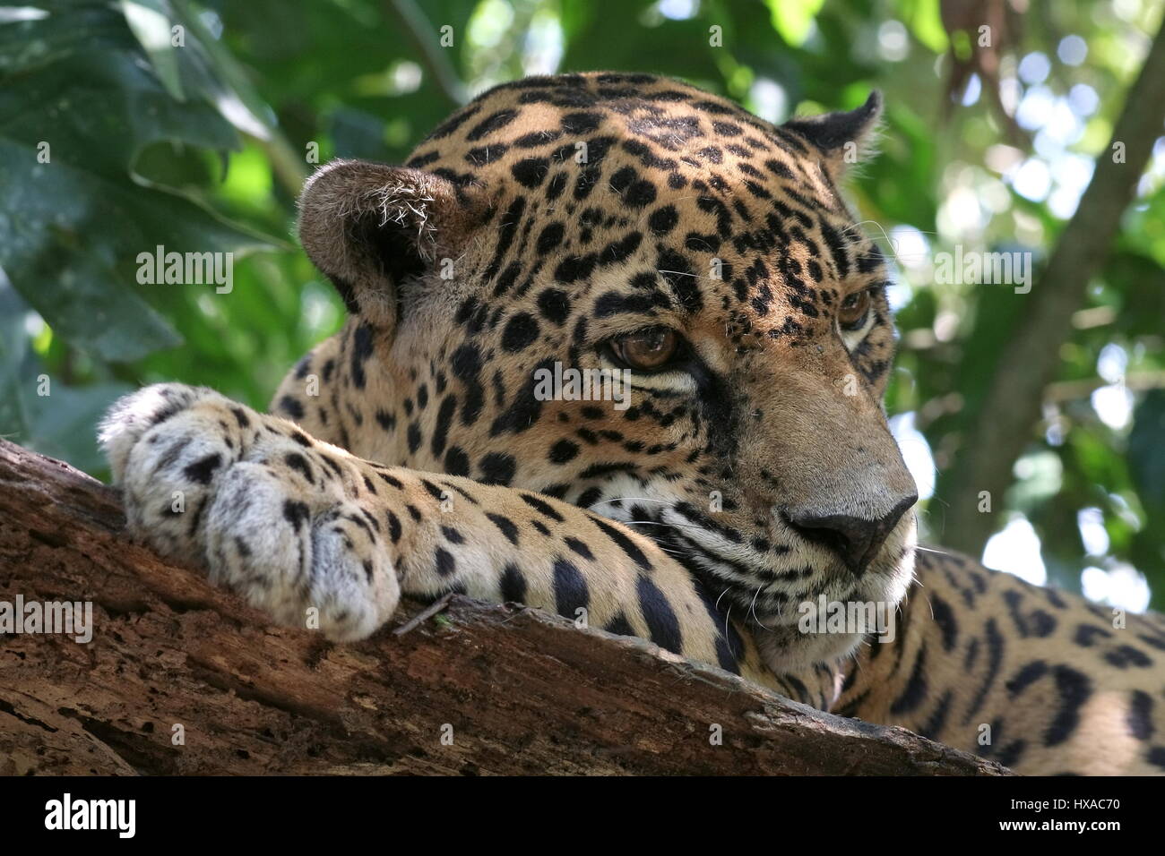 Jaguar Panthera Onca Stockfoto