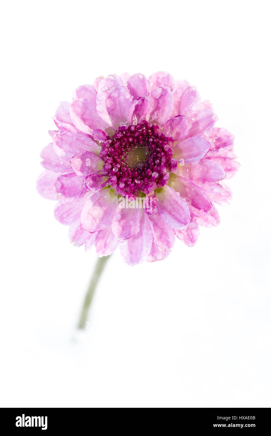 Nahaufnahme einer kleinen Chrysantheme Knospe mit gefrorenen Wassertropfen auf ihre Blütenblätter auf weißem Hintergrund Stockfoto