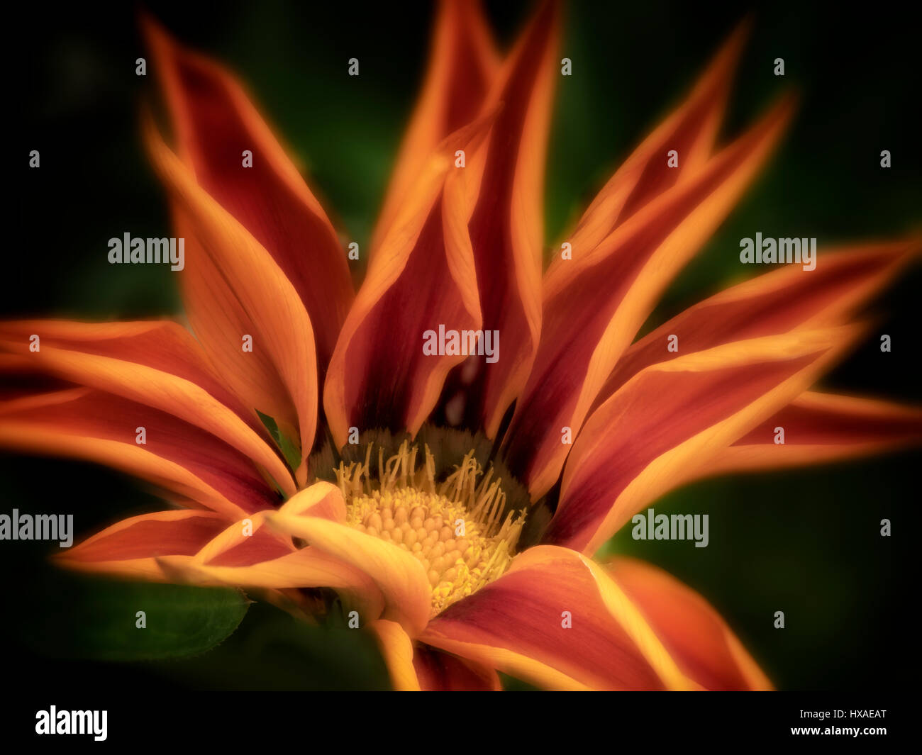 Nahaufnahme von Gazanien Blume Stockfoto