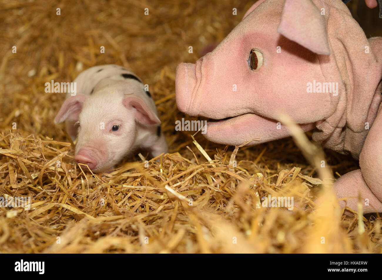 Baby Schwein das Schaf Marionette trifft echte live Lämmer und Ferkel nach unten auf dem Bauernhof, Presse-Shooting für Wyvern Theatre, wo die Show stattfinden wird. Stockfoto