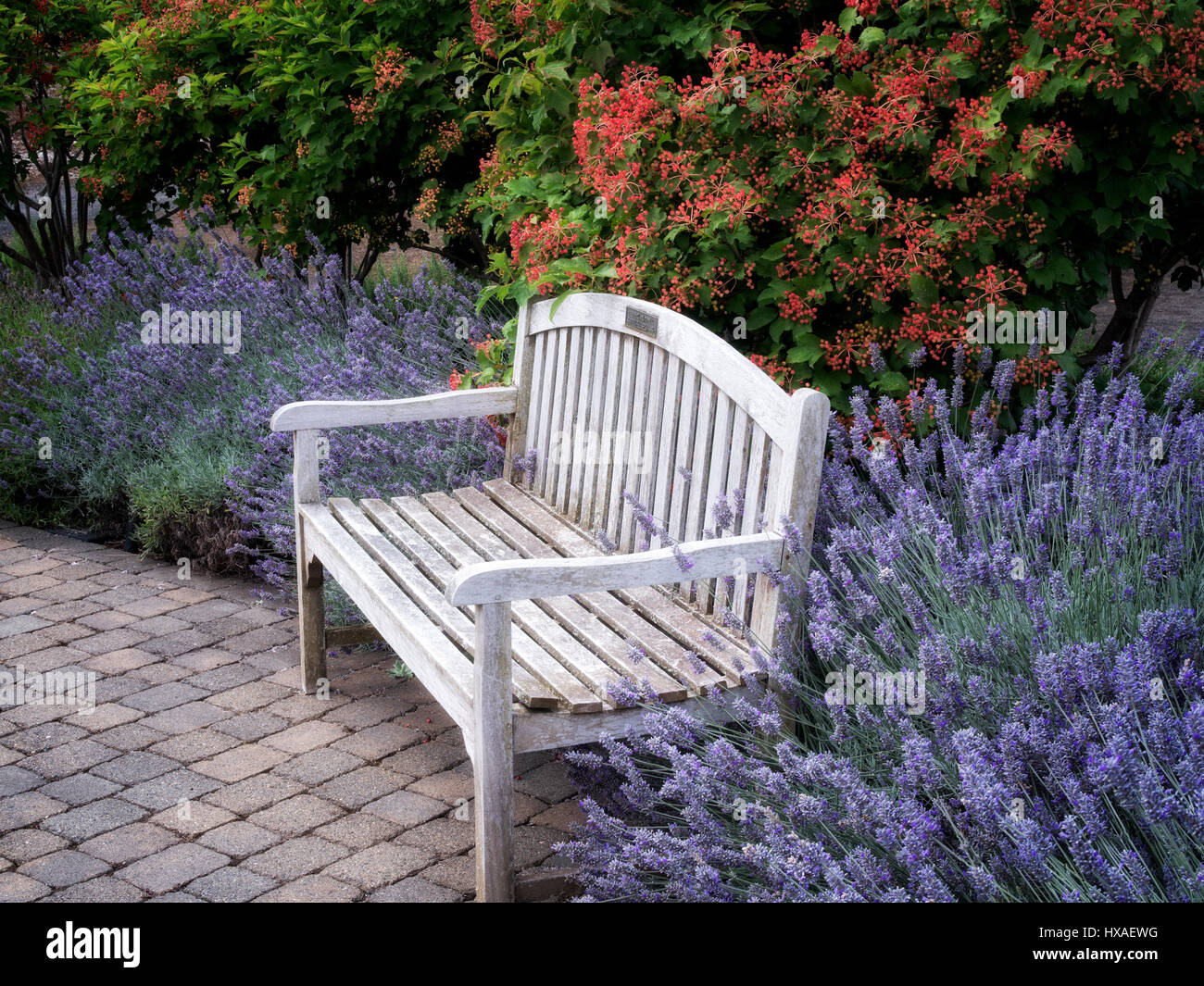 Bank und Blumen, vor allem Lavendel. Oregon-Garten. Silverton, Oregon Stockfoto