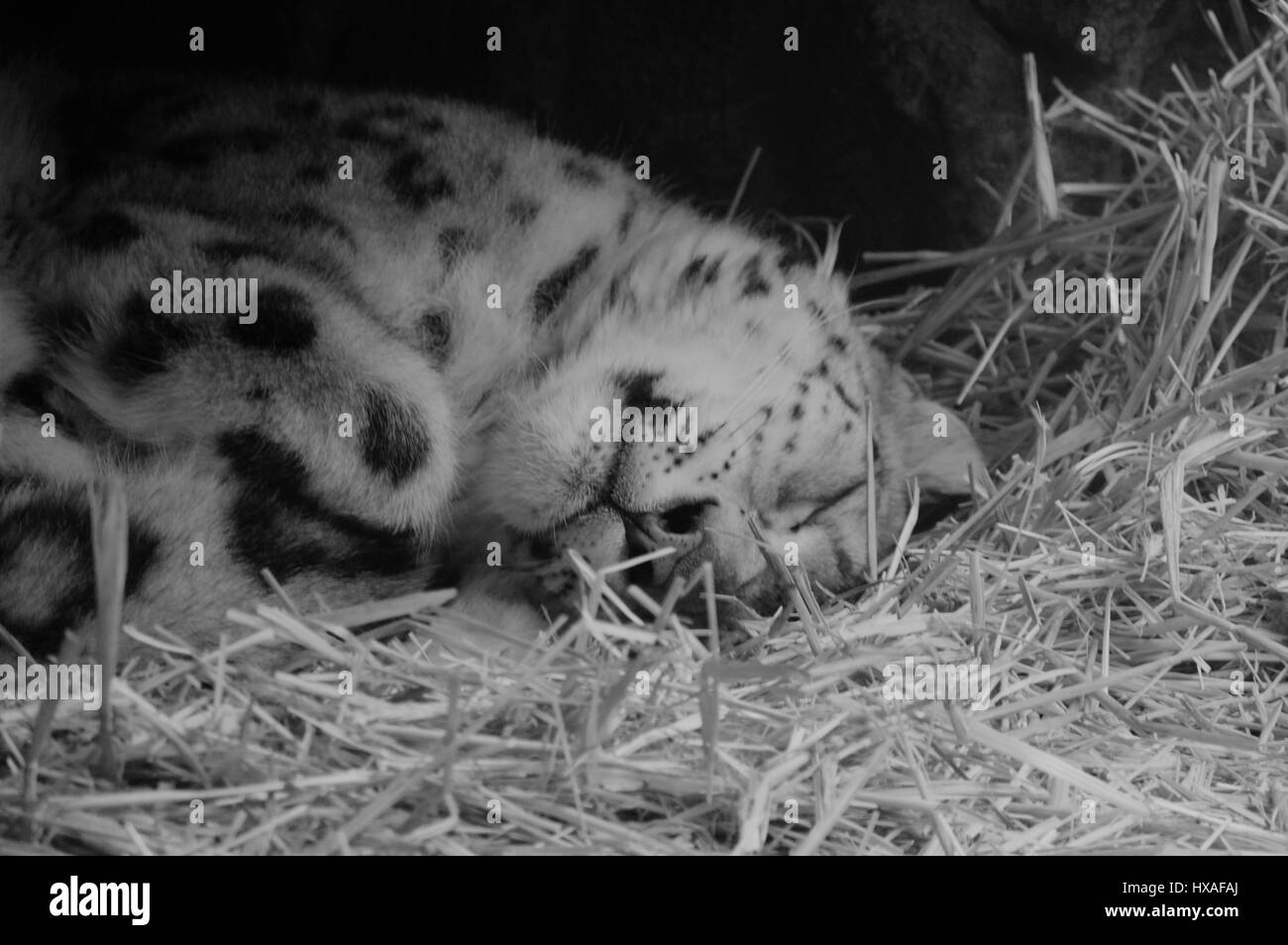 Snow Leopard Stockfoto