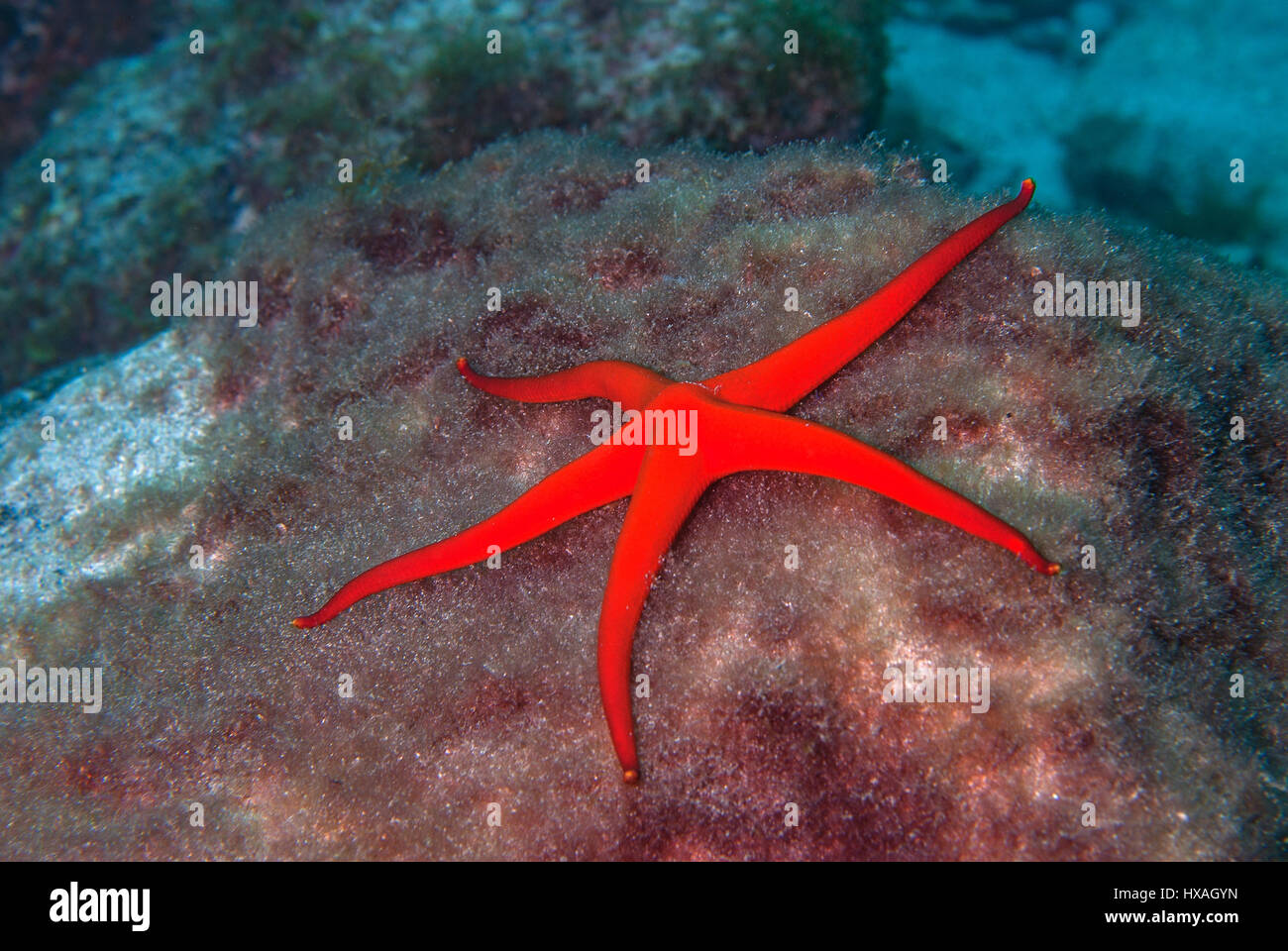 Red Star Fish, Ophidiaster Ophidianus, Ophidiasteridae, Teneriffa, Kanarische Inseln, Spanien, Atlantik Stockfoto