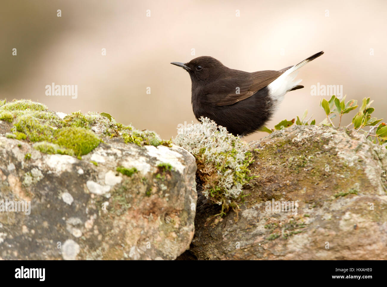 Oenanthe leucura Stockfoto