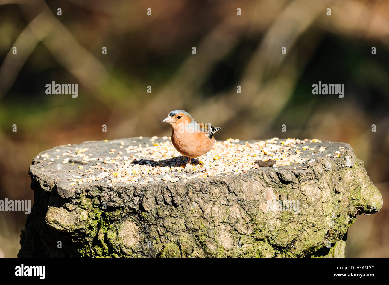 Buchfink Stockfoto
