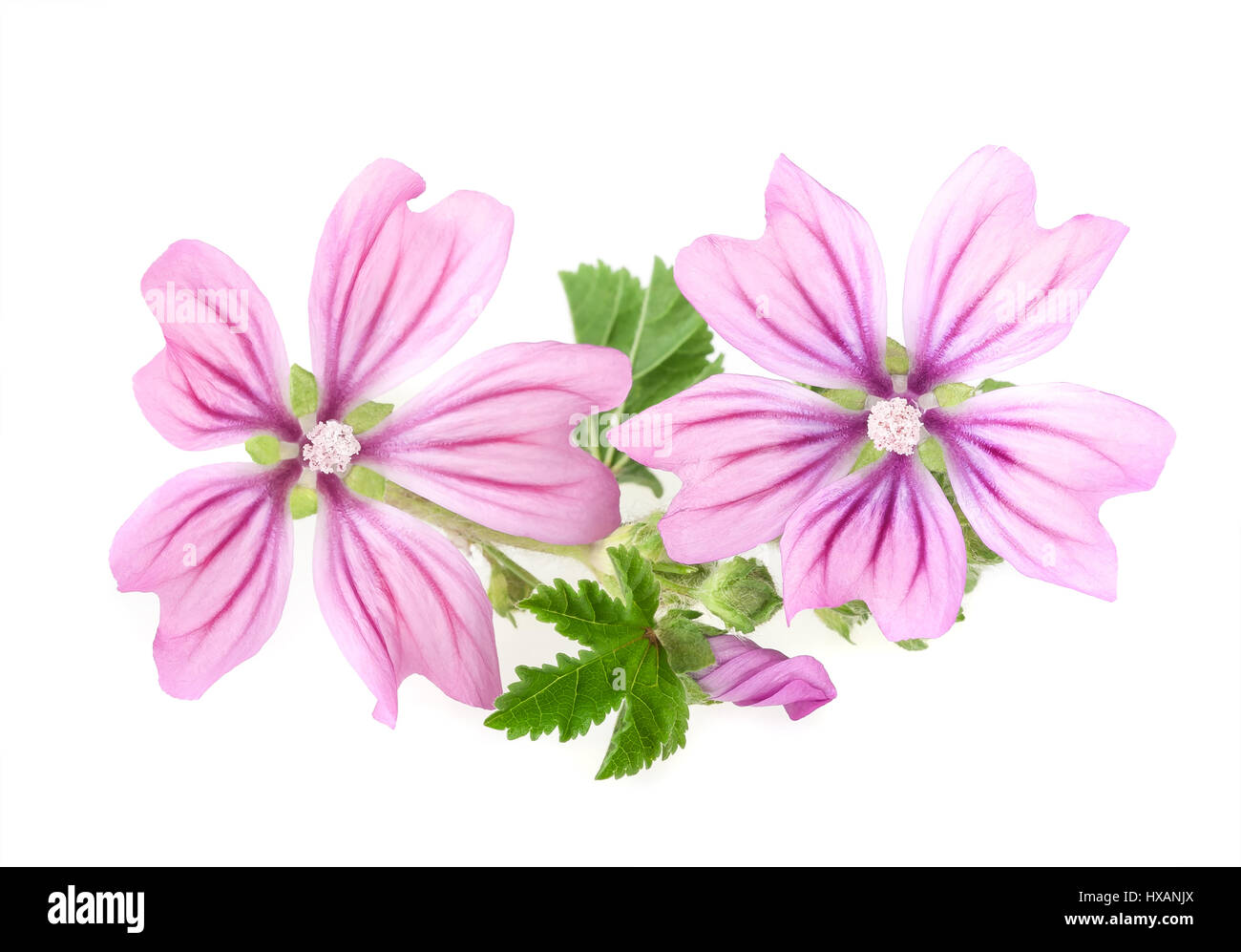 Malve-Blüten und Blätter, die isoliert auf weißem Hintergrund Stockfoto