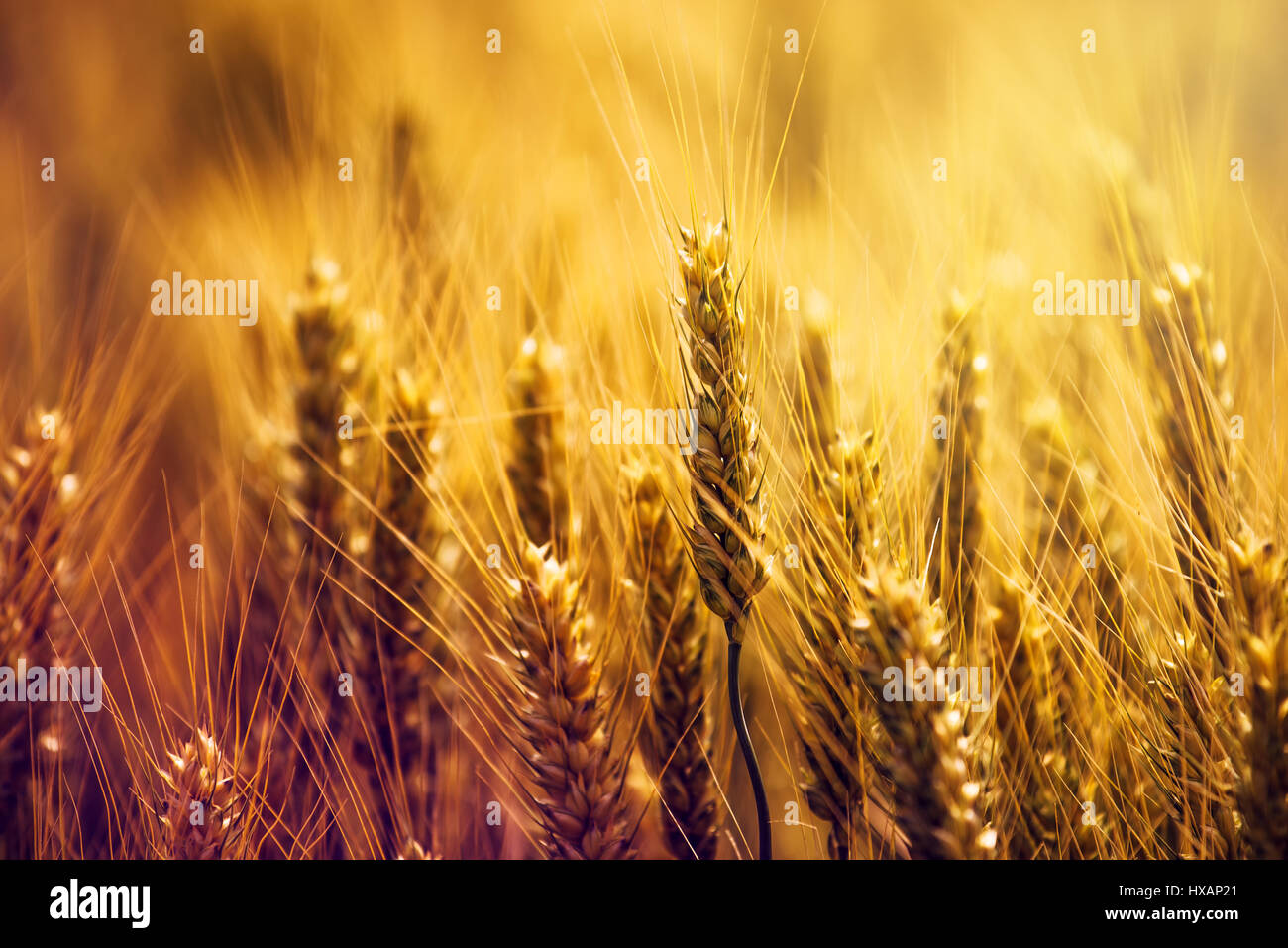 Schöne goldene Ähren im Feld, Landschaft, selektiven Fokus Stockfoto