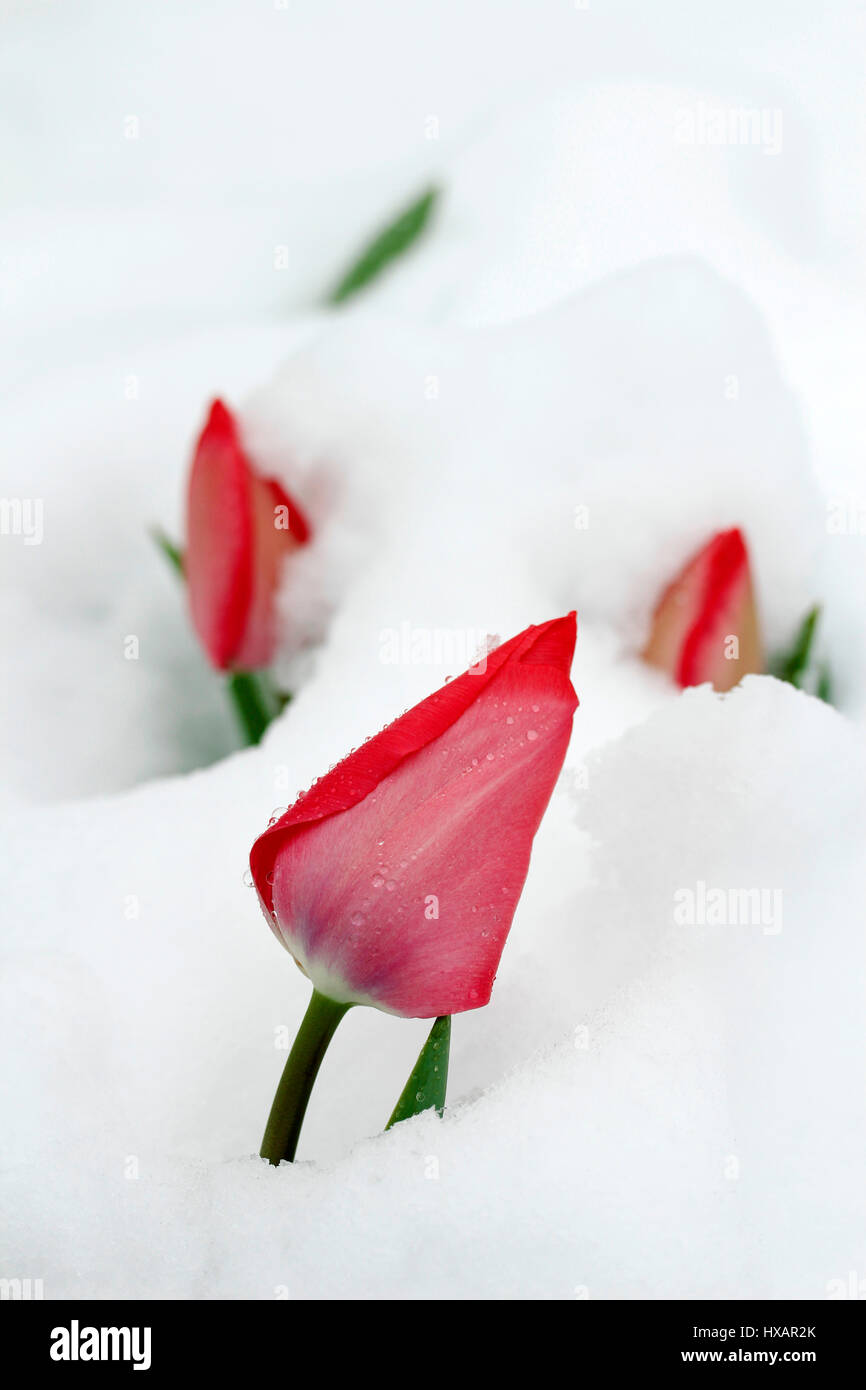 Tulpen auf Schnee. Stockfoto