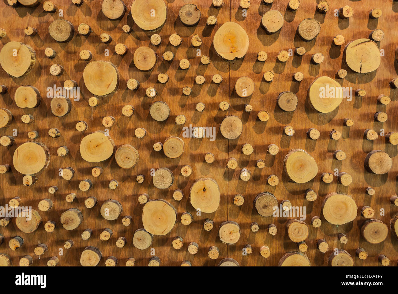 Closeup, große und kleine runde Form von Holz Gnarl Hintergrund Stockfoto