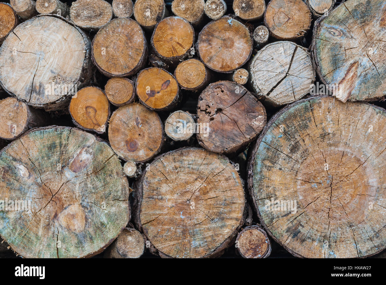 Closeup, große und kleine Runde geformten Log des alten Holzes Gnarl Hintergrund Stockfoto