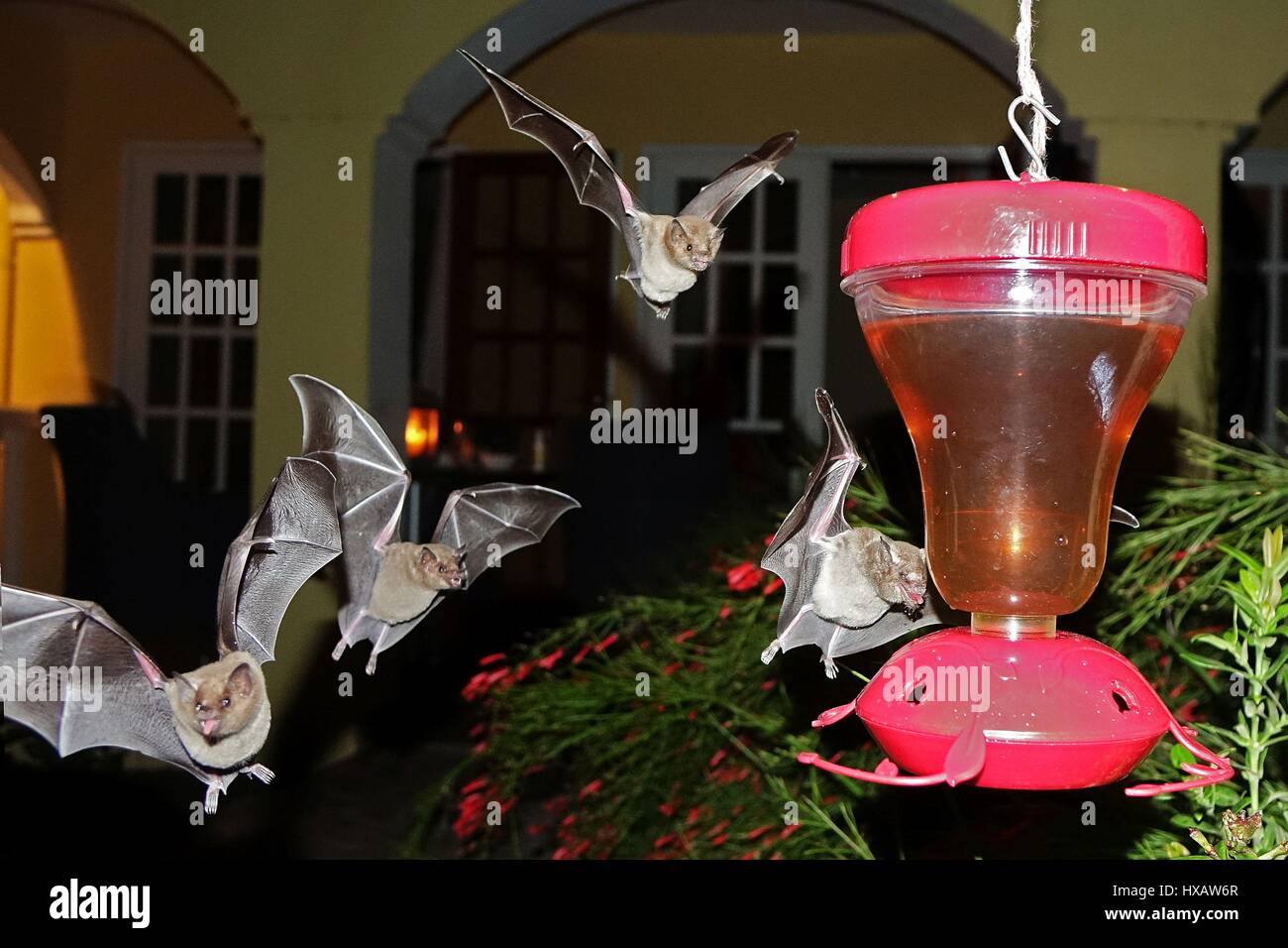 Fledermäuse fliegen und Surching für Lebensmittel, Bonaire, Karibik Stockfoto
