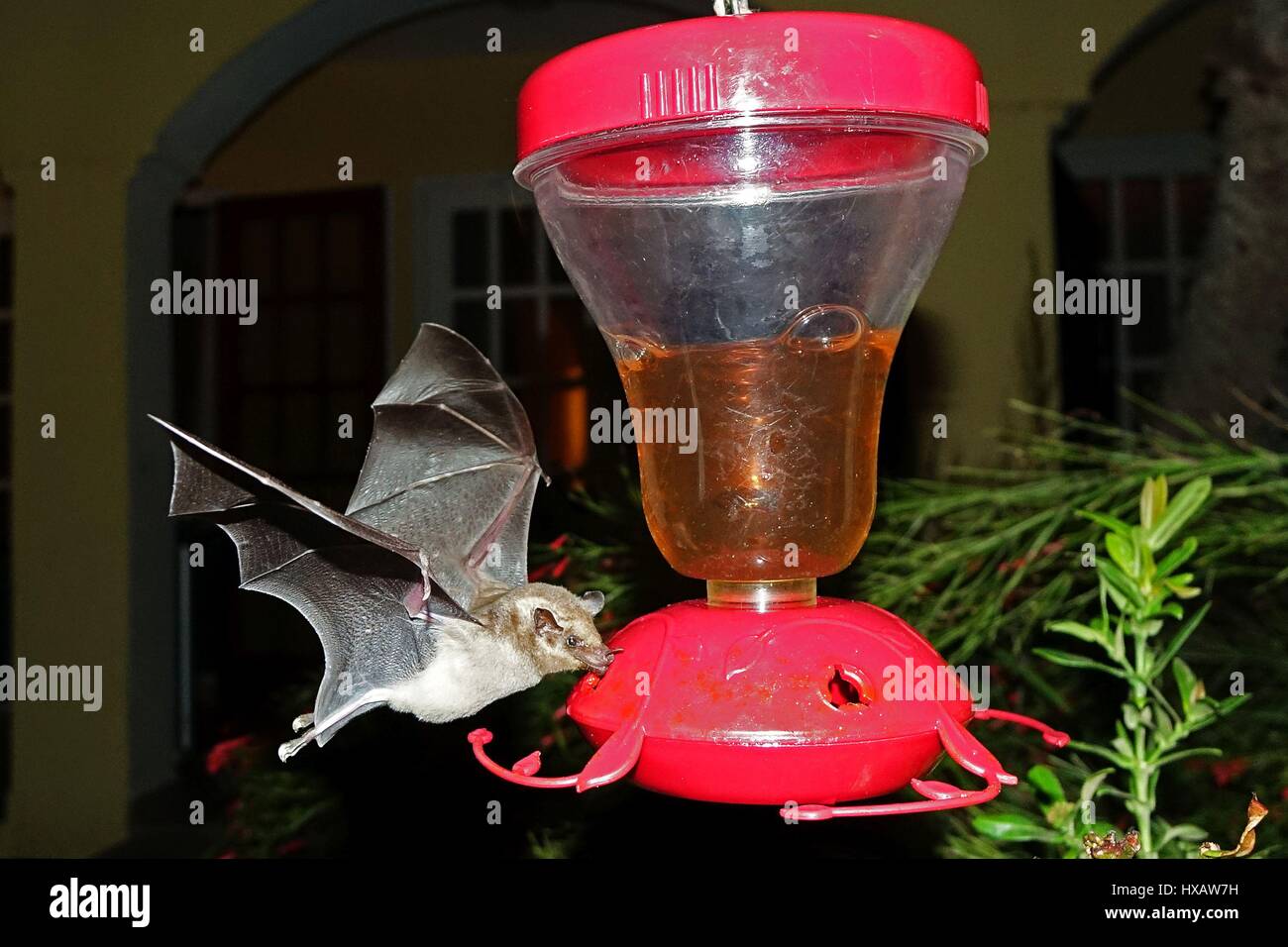 Fledermäuse fliegen und Surching für Lebensmittel, Bonaire, Karibik Stockfoto