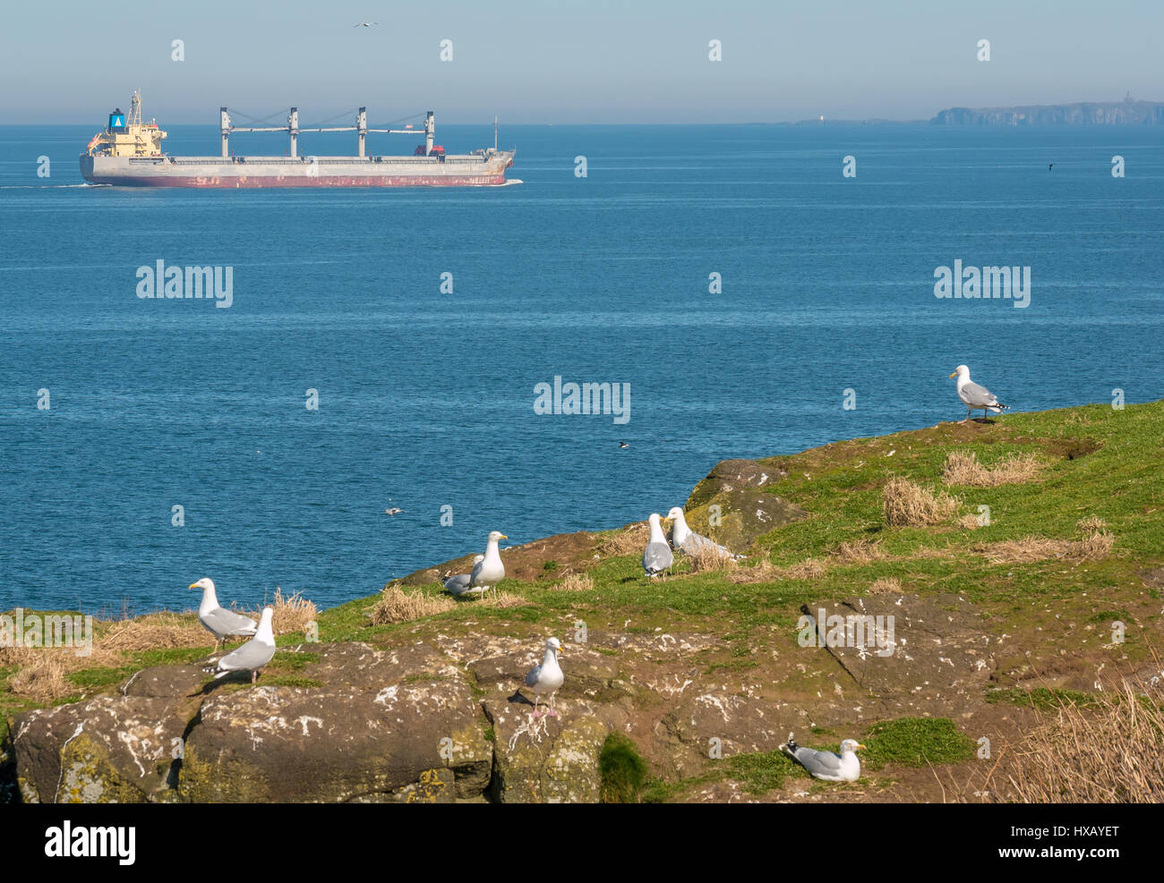 Container schiff am Horizont in der Frith von Firth mit silbermöwen auf Craigleith Insel im Vordergrund an einem sonnigen Tag, Schottland, Großbritannien Stockfoto