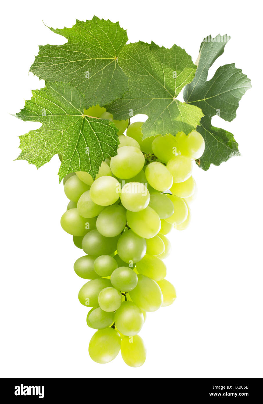 grüne Trauben isoliert auf einem weißen Hintergrund. Stockfoto