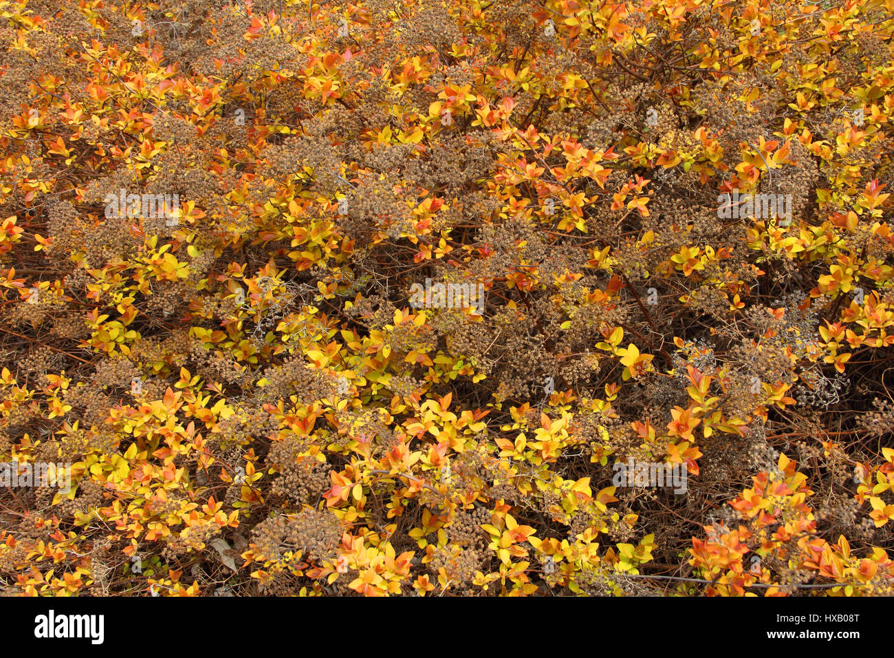 Spiraea Japonica 'Goldflame' - japanische Mädesüß, japanische spiraea Stockfoto