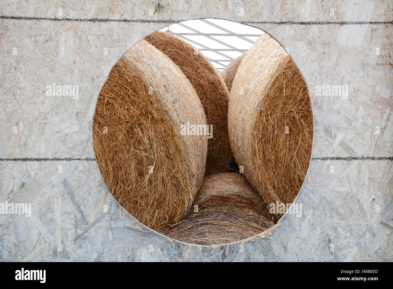 Blick durch die Tür von einer Scheune Lagerraum mit gerollten Heuballen übereinander gestapelt, in der Nähe der Stadt Timmins, Ontario, Kanada. Stockfoto