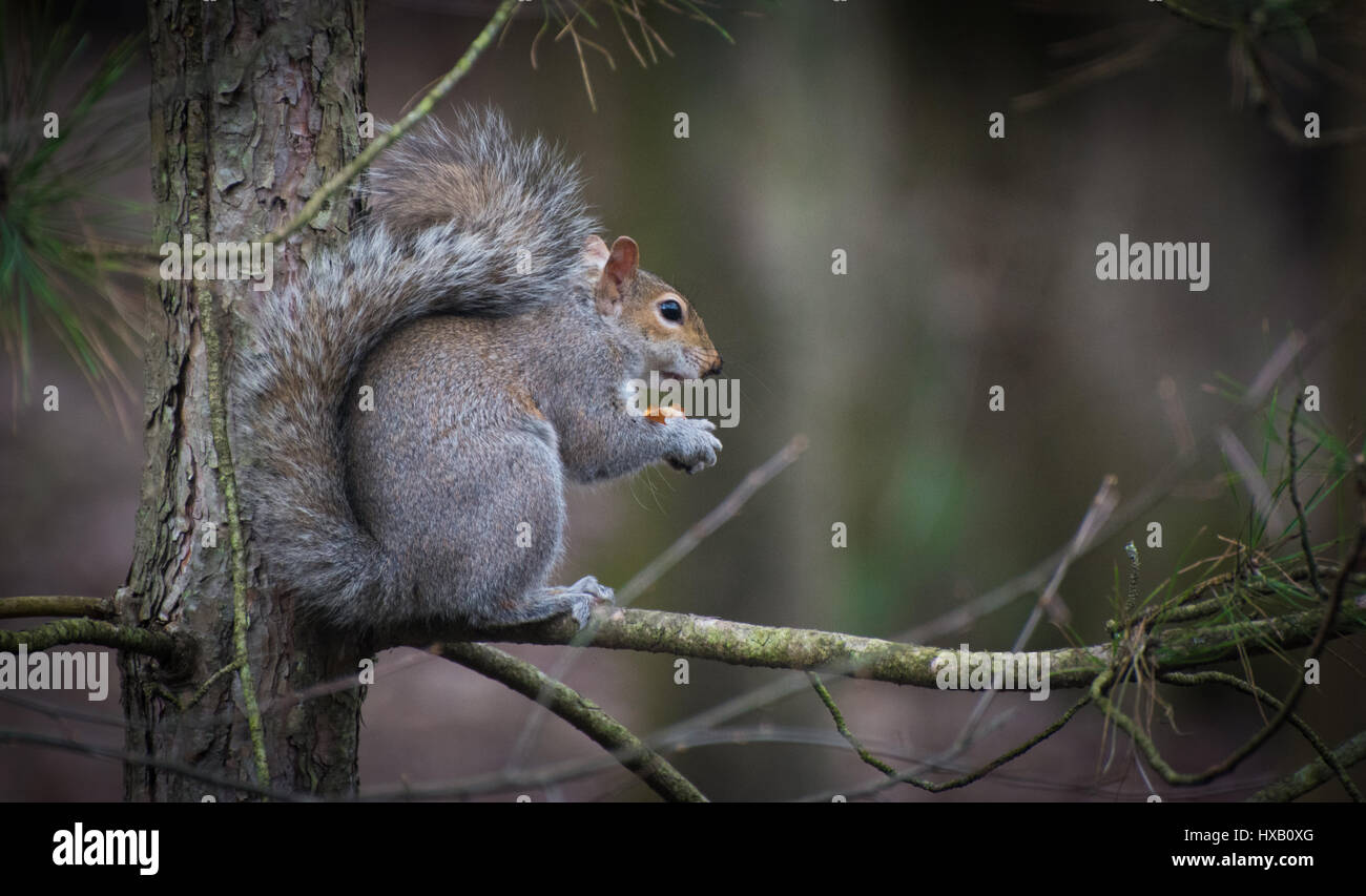 Ein graues Eichhörnchen (Sciurus Carolinensis) mit einem großen, buschigen Schweif sitzt auf einem Ast, einen Samen zu essen. Stockfoto