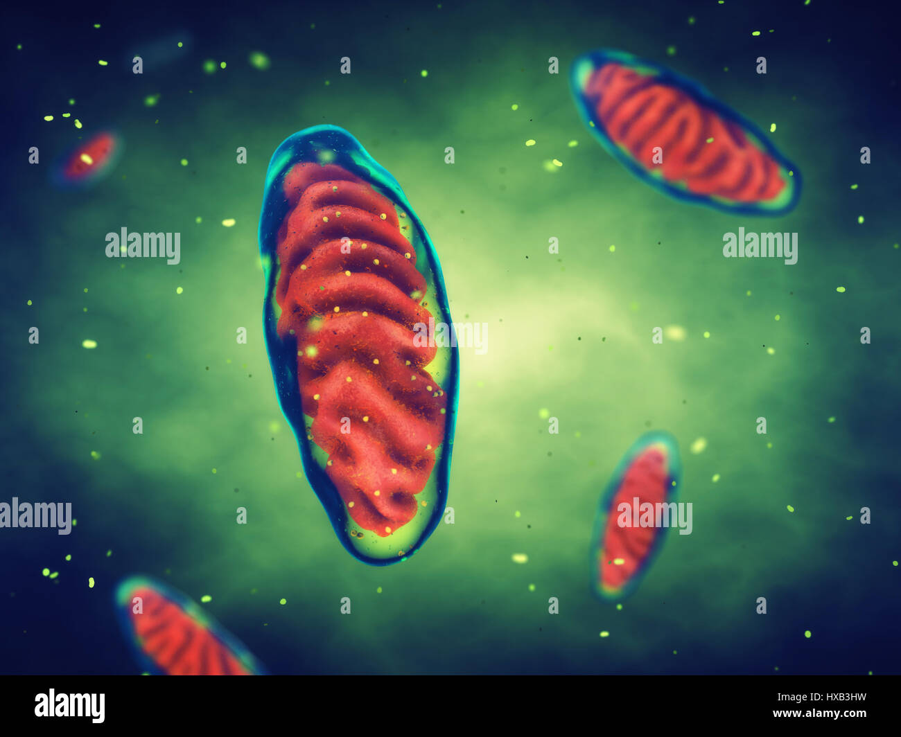 Mitochondrien, Zellenenergie, Zellatmung Stockfoto