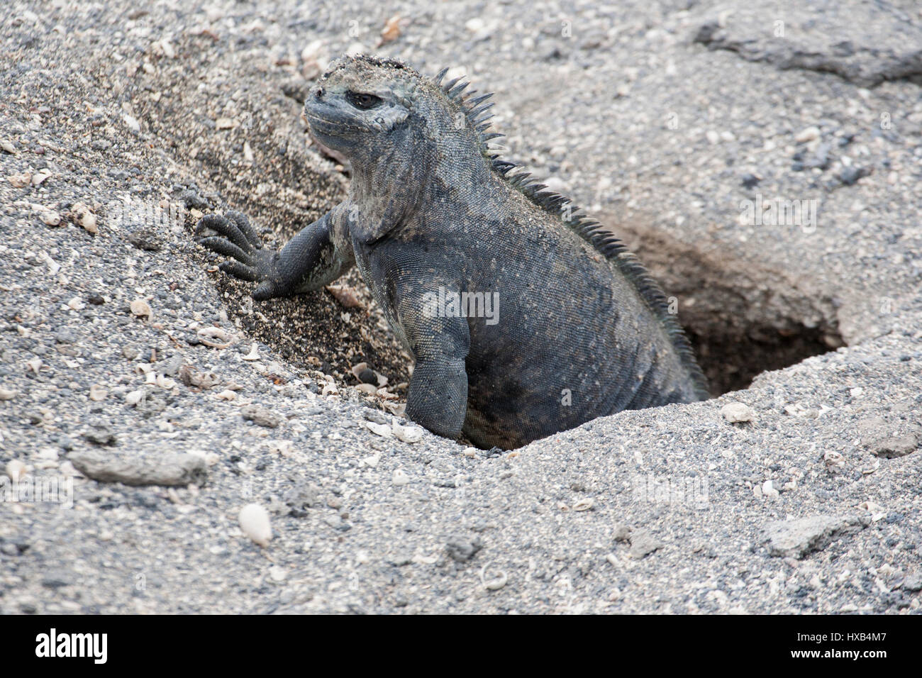 Marine Iguana Weibchen (Amblyrhynchus cristatus), die aus ihrem Nestbau auf der Fernandina Insel auf den Galapagos Inseln auftaucht Stockfoto