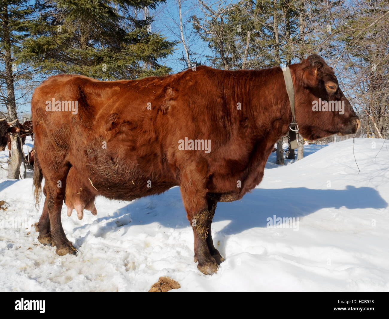 Rinder stehen außerhalb Stockfoto