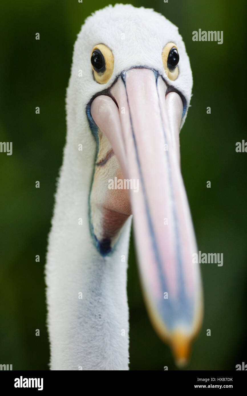 Pelikan Kopf Schuss Stockfoto
