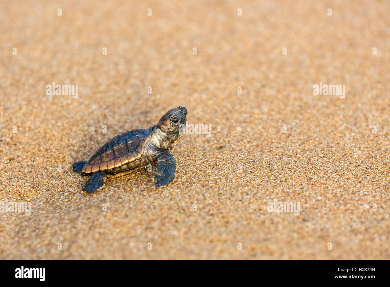 Baby Unechte Karettschildkröte (Caretta Caretta), die ihre Reise zum Meer.   Mon Repos Conservation Park, Bundaberg, Queensland, Australien Stockfoto