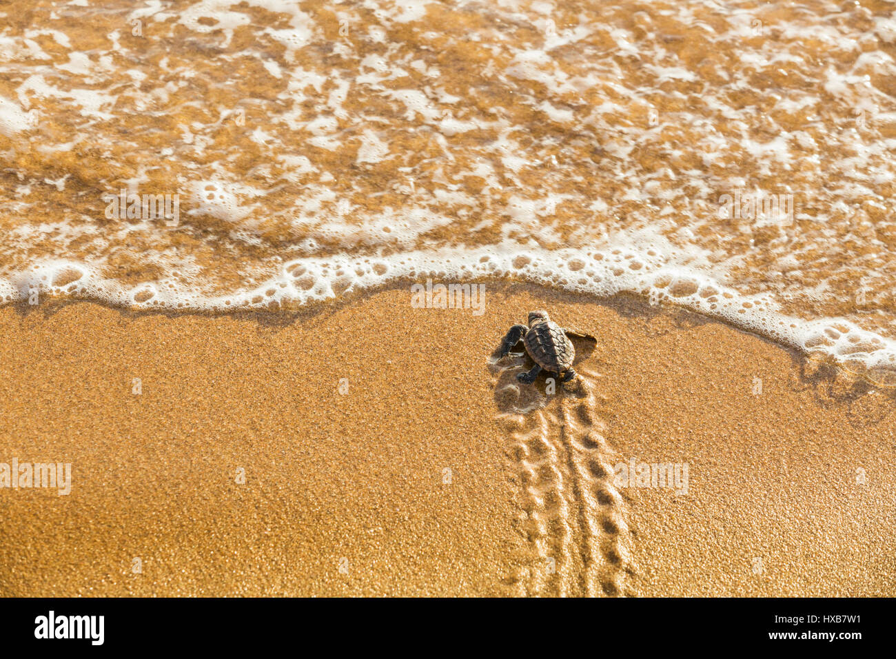Baby Unechte Karettschildkröte (Caretta Caretta), die ihre Reise zum Meer.   Mon Repos Conservation Park, Bundaberg, Queensland, Australien Stockfoto