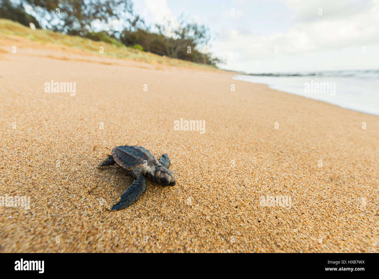 Baby Unechte Karettschildkröte (Caretta Caretta), die ihre Reise zum Meer.   Mon Repos Conservation Park, Bundaberg, Queensland, Australien Stockfoto