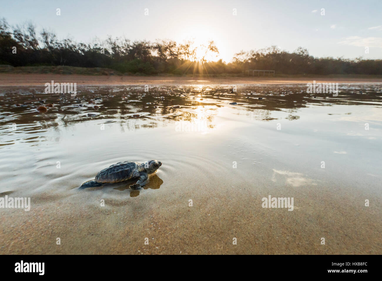 Baby Unechte Karettschildkröte (Caretta Caretta), die ihre Reise zum Meer bei Sonnenuntergang.   Mon Repos Conservation Park, Bundaberg, Queensland, Australien Stockfoto