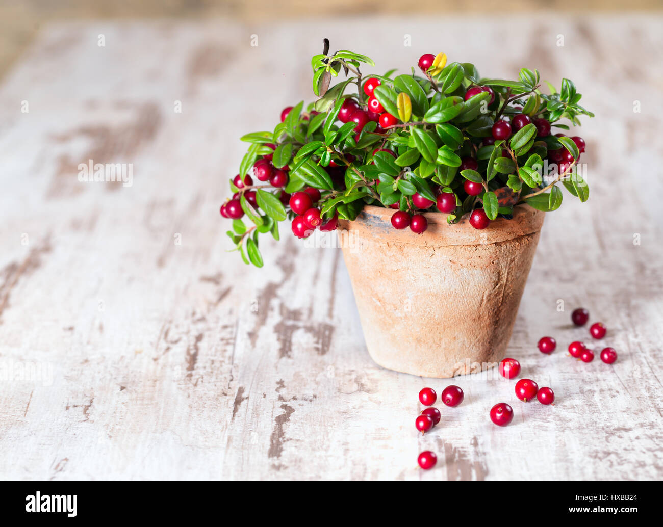 Frische leckere Cranberries in einem Topf Stockfoto