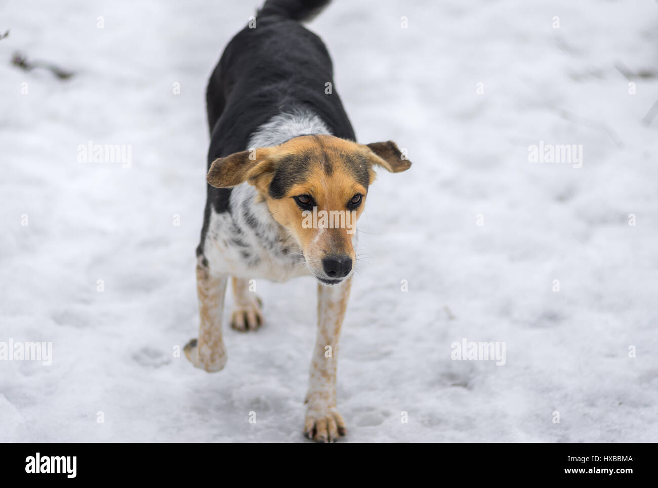 Mischlingshund streunende Hündinnen laufen auf einer Landstraße mit schmelzender Schnee im Wintertag bedeckt Stockfoto