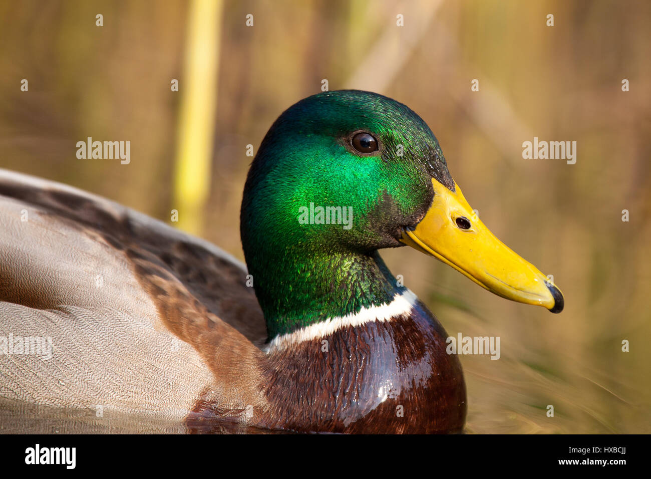 Detaillierte Nahaufnahme einer männlichen Ente Stockfoto