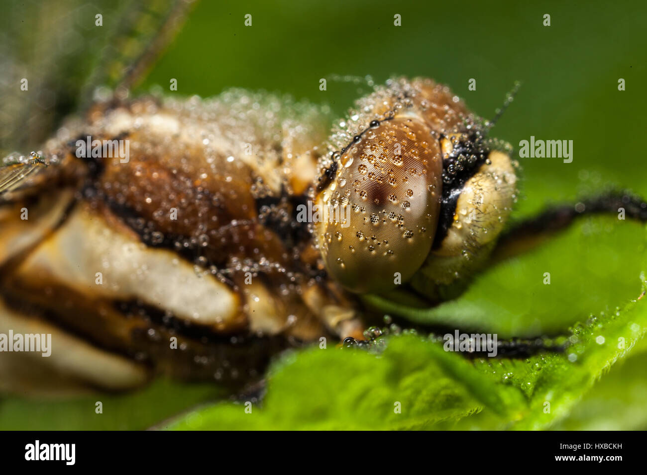 Hohe Magniciation Makro Nahaufnahme Stockfoto