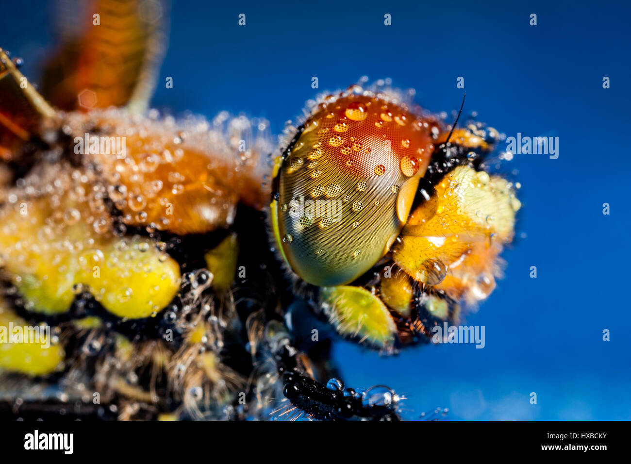 Hohe Vergrößerung Spitzenqualität Makroaufnahme Stockfoto