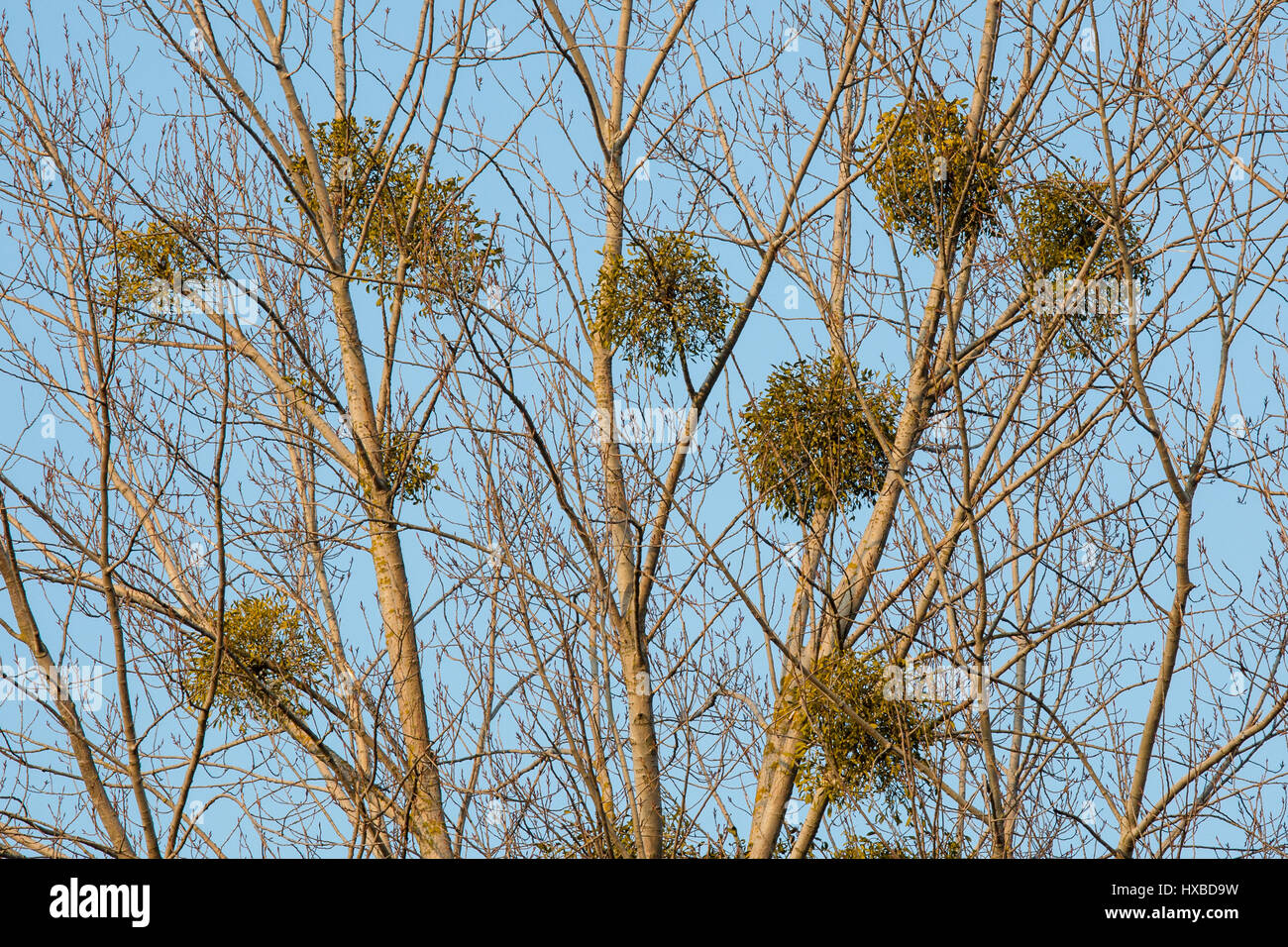 Mistel auf Ästen wachsen Stockfoto