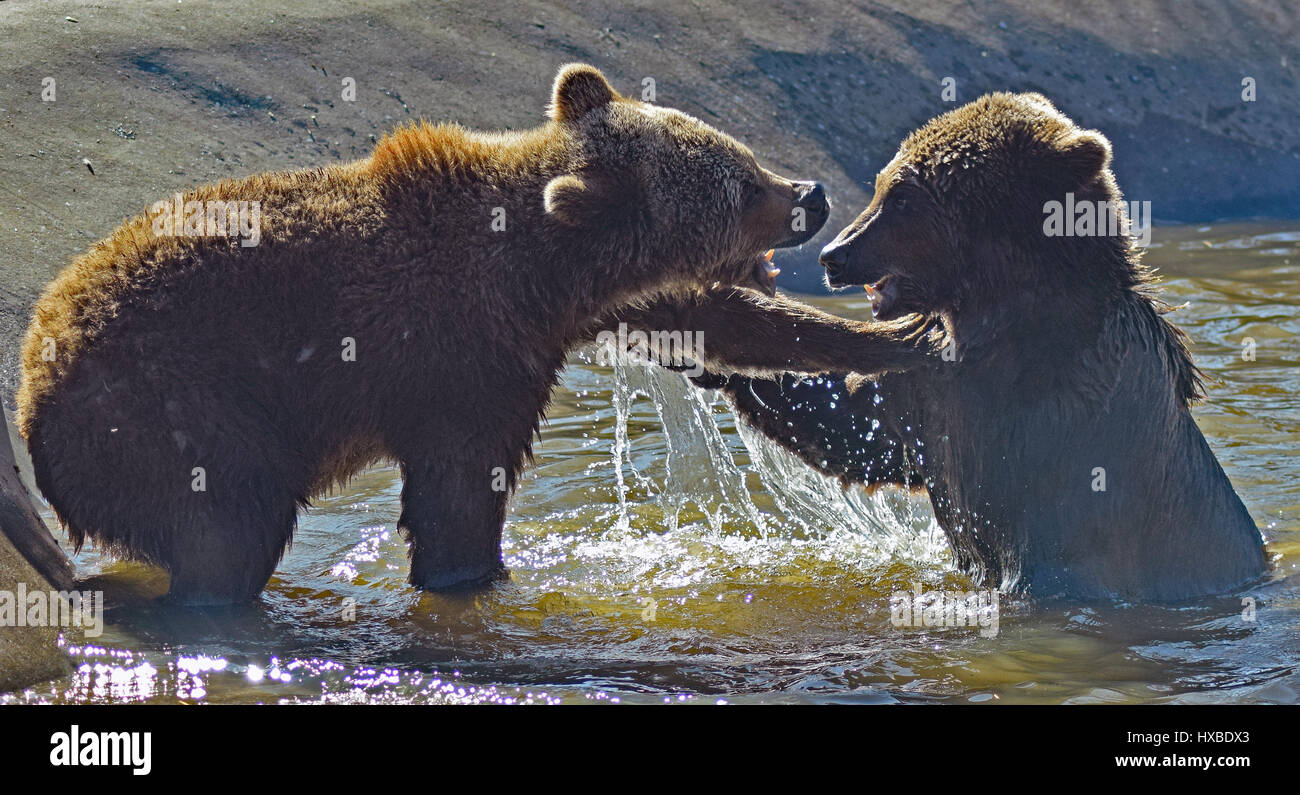 Junge braune Bären spielen im Wasser - Camperdown Zoo, Dundee Stockfoto