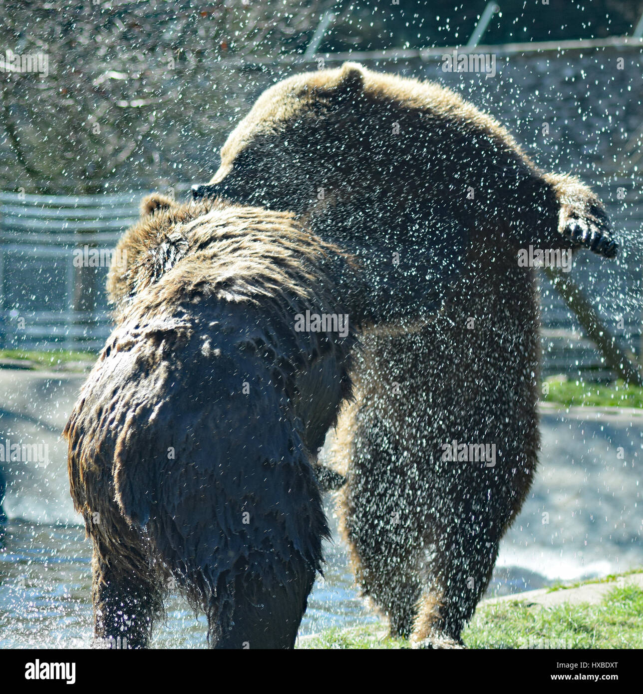 Junge braune Bären spielen im Wasser - Camperdown Zoo, Dundee Stockfoto