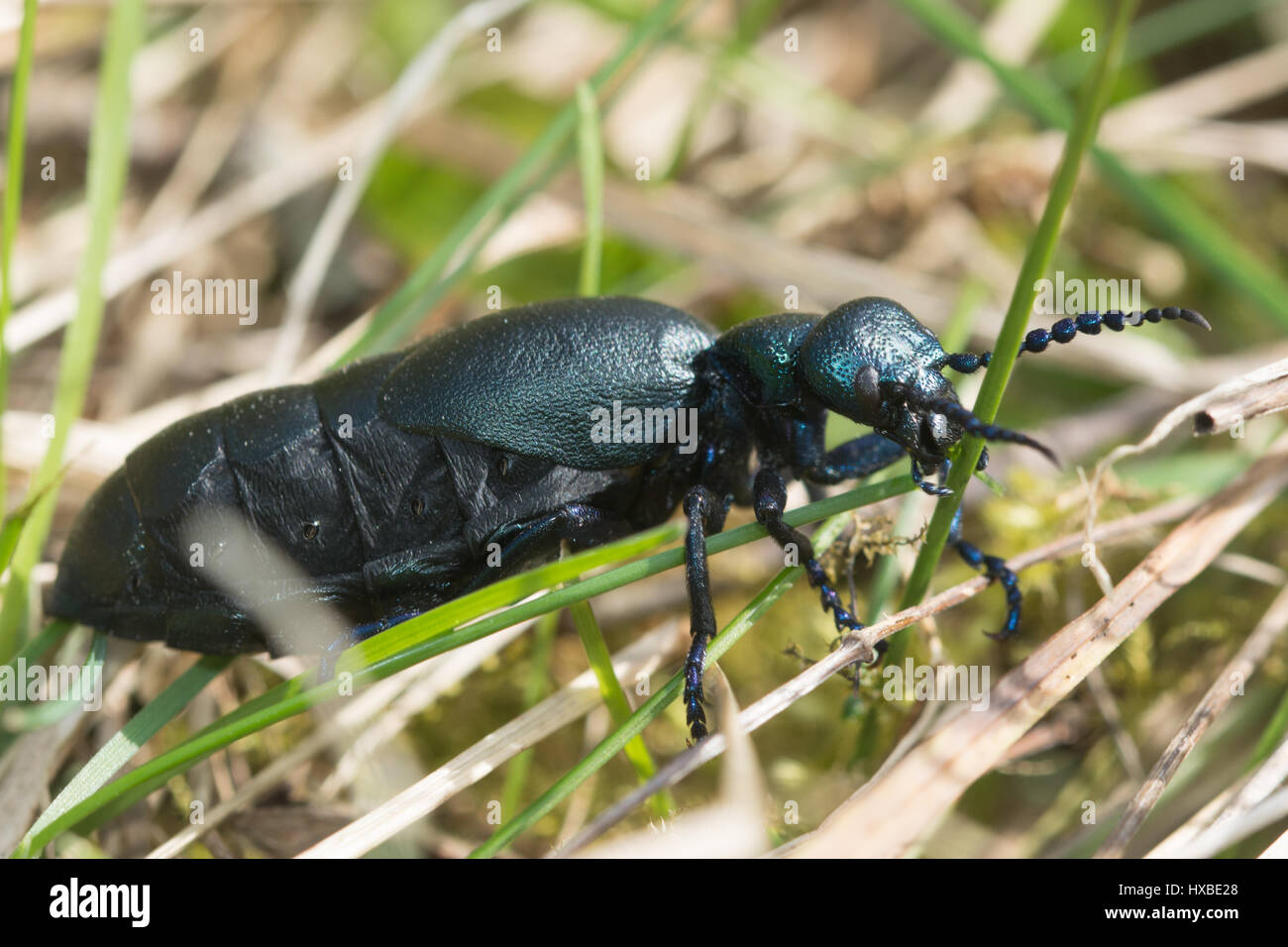 Nahaufnahme der männlichen schwarzen Öl Käfer (Meloe proscarabaeus) Stockfoto