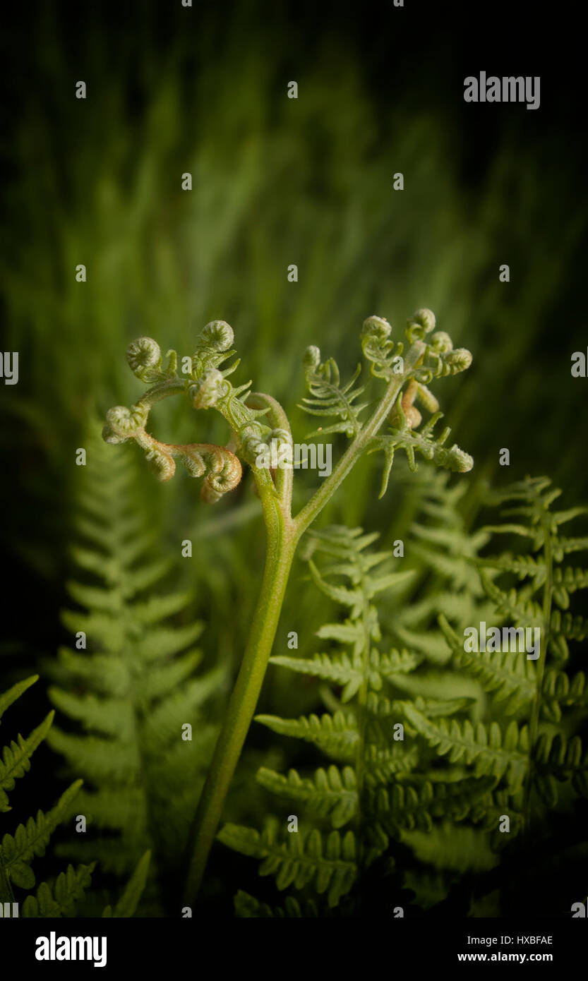 Junge Farn Stockfoto