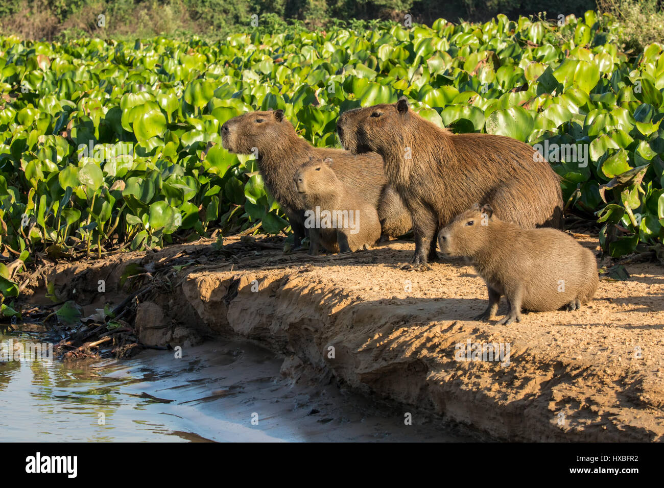 Capybara Familienporträt entlang des Flussufers des Flusses Cuiaba im Pantanal Region, Mato Grosso, Brasilien, Südamerika Stockfoto
