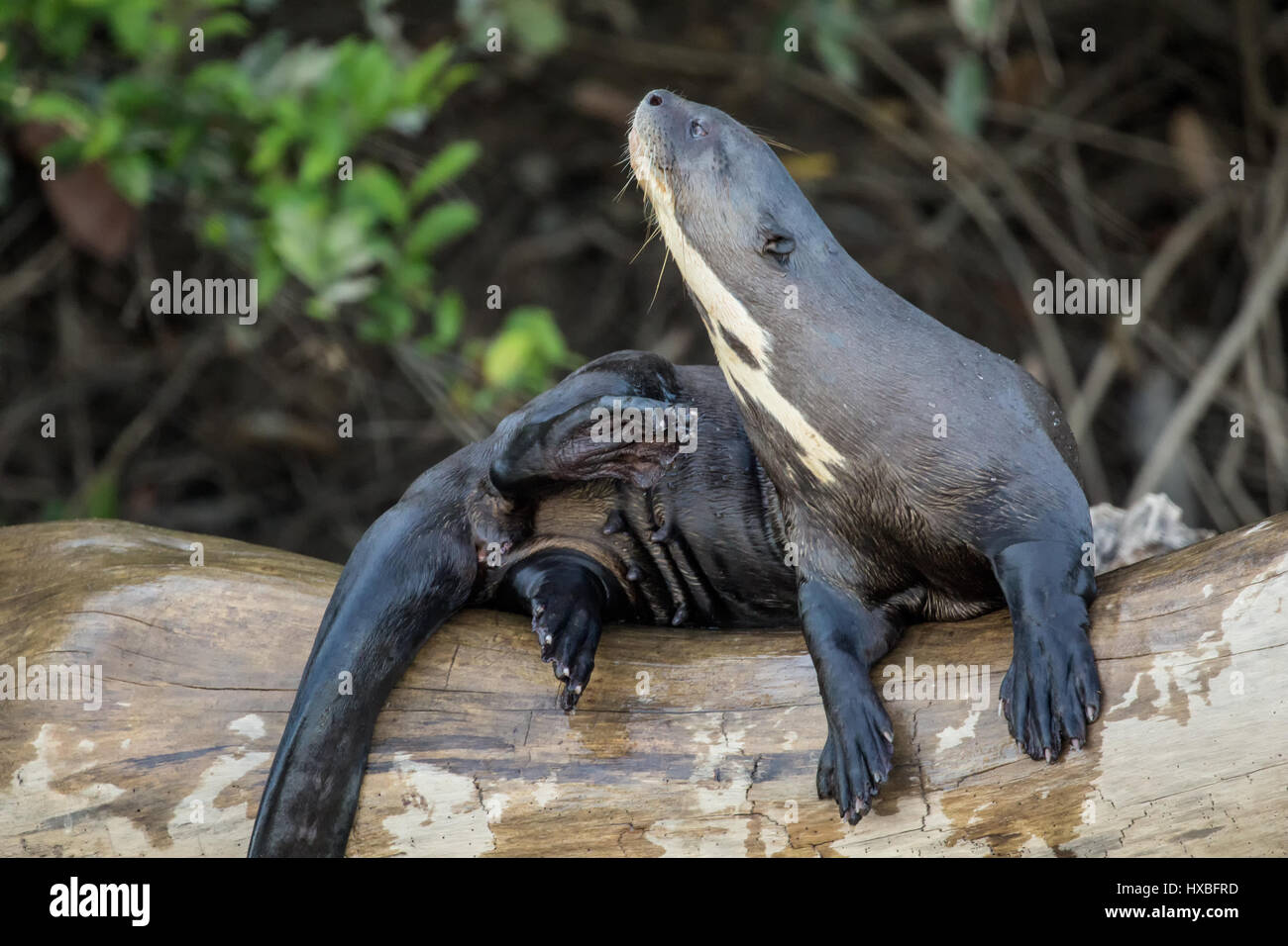 Fluss-Riesenotter, die kratzen sich auf einem Baumstamm entlang des Flussufers des Flusses Cuiaba im Pantanal Region, Mato Grosso, Brasilien, Südamerika Stockfoto