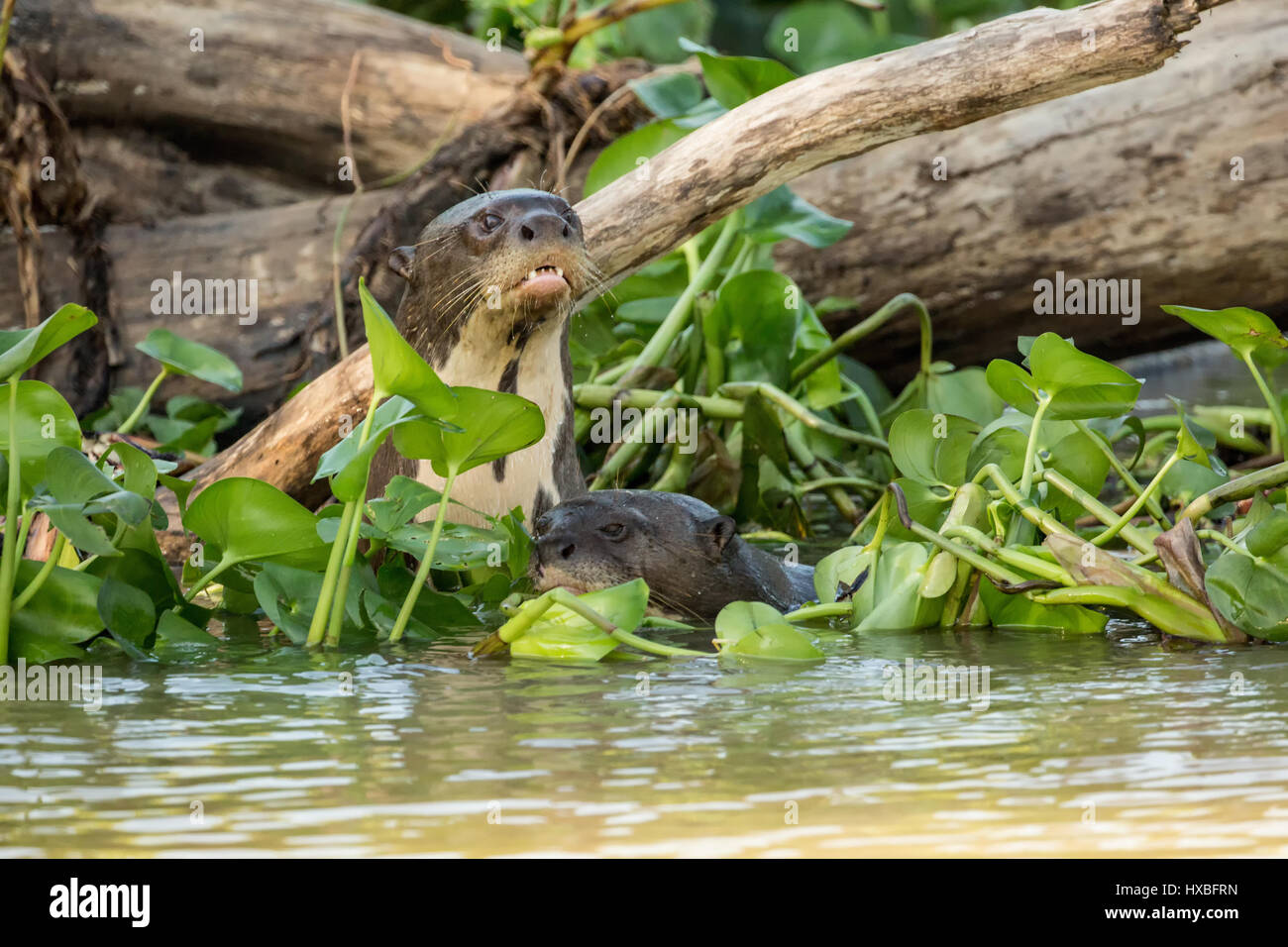 Zwei riesige Otter schwimmen in die Wasserhyazinthen und Schauspiel neugierig auf die Touristen in die Ufer des Flusses Cuiaba im Pantanal-reg Stockfoto