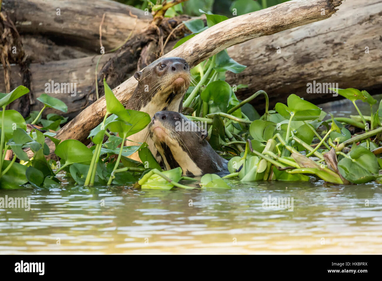Zwei riesige Otter schwimmen in die Wasserhyazinthen und Schauspiel neugierig auf die Touristen in die Ufer des Flusses Cuiaba im Pantanal-reg Stockfoto