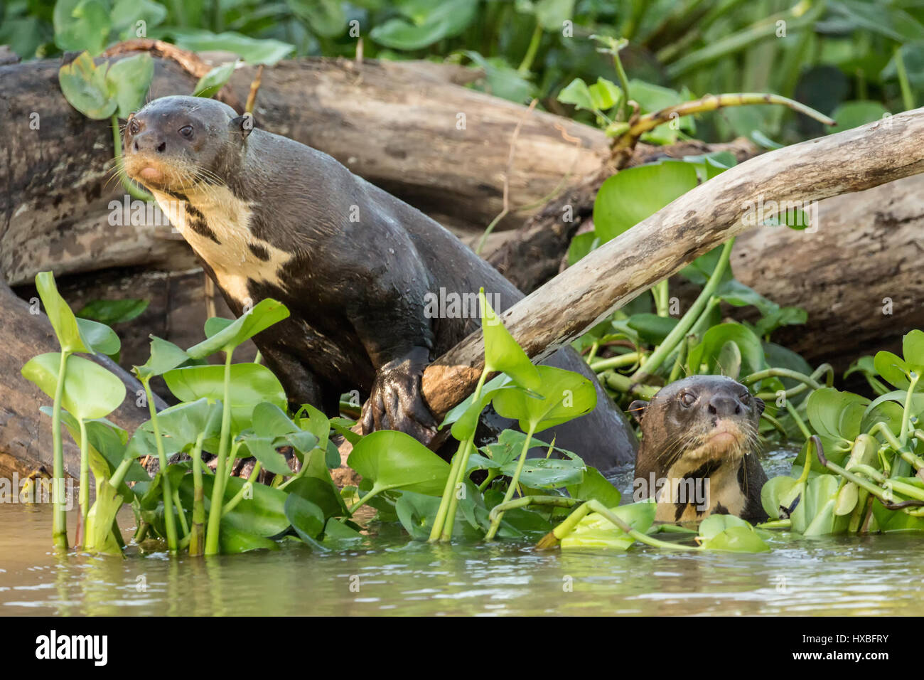 Zwei riesige Otter schwimmen in die Wasserhyazinthen und Schauspiel neugierig auf die Touristen in die Ufer des Flusses Cuiaba im Pantanal-reg Stockfoto