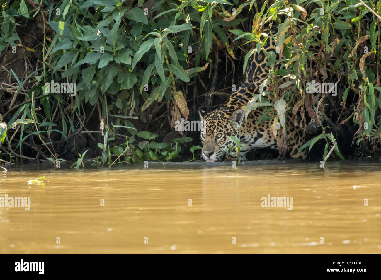 Weibliche Jaguar Klettern hinunter zum Fluss Cuiaba, bekommt ein Getränk und ein erfrischendes Bad im Pantanal Mato Orduspor in Brasilien, Südamerika Stockfoto