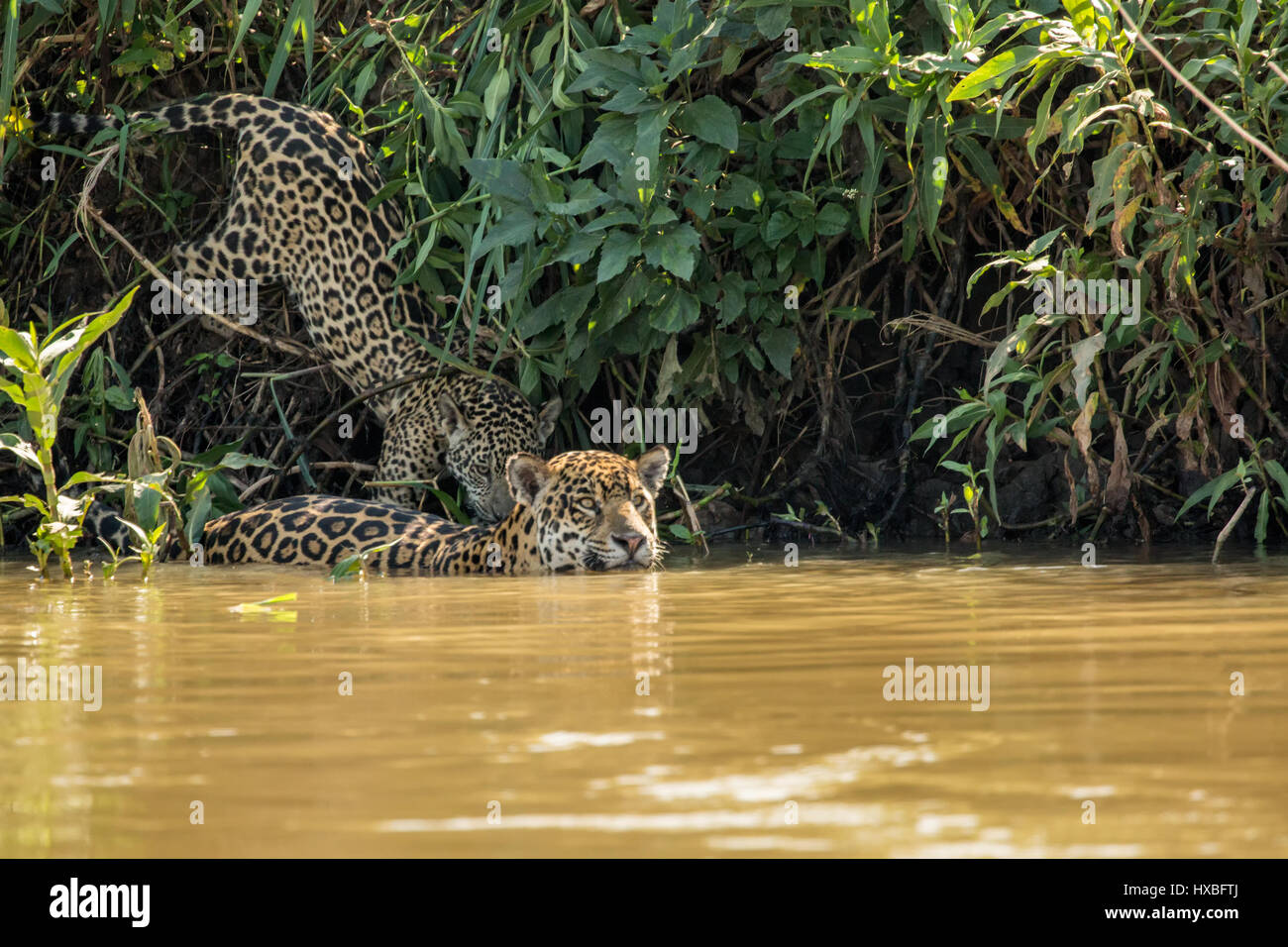 Weibliche Jaguar Schwimmen im Fluss Cuiaba trat durch eines ihrer jungen Jaguare, will man einen Drink in der Pantanal Mato Orduspor in Brasilien, Süd A Stockfoto