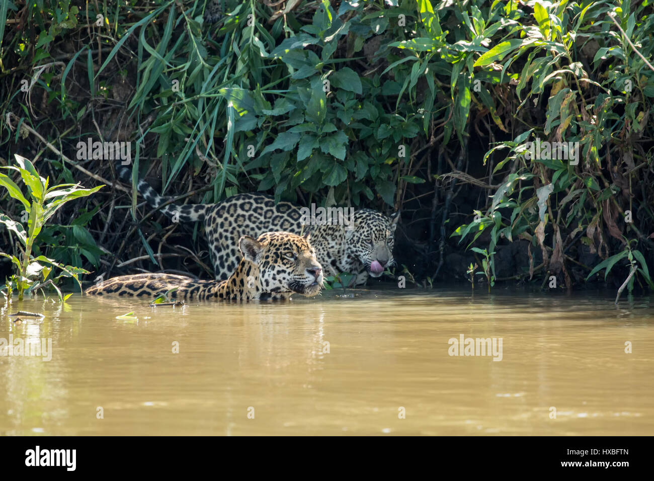 Weibliche Jaguar Schwimmen im Fluss Cuiaba trat durch eines ihrer jungen Jaguare, will man einen Drink in der Pantanal Mato Orduspor in Brasilien, Süd A Stockfoto